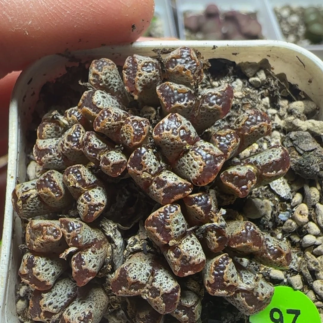 23头漂亮多肉植物97