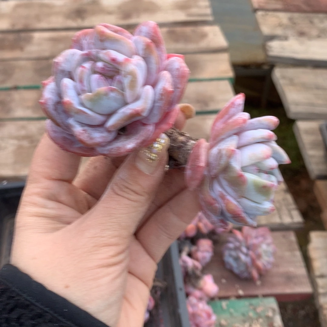 石榴籽哈哈哈哈哈哈哈哈哈哈