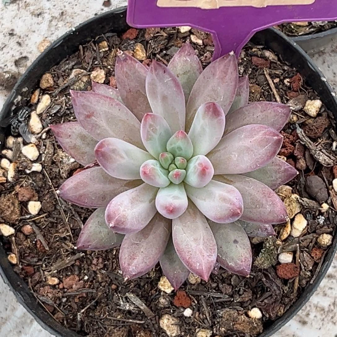 多肉植物车厘子507