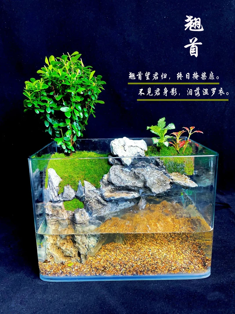 成品鱼缸真苔藓绿植创意室内桌面养鱼造景植物微景观