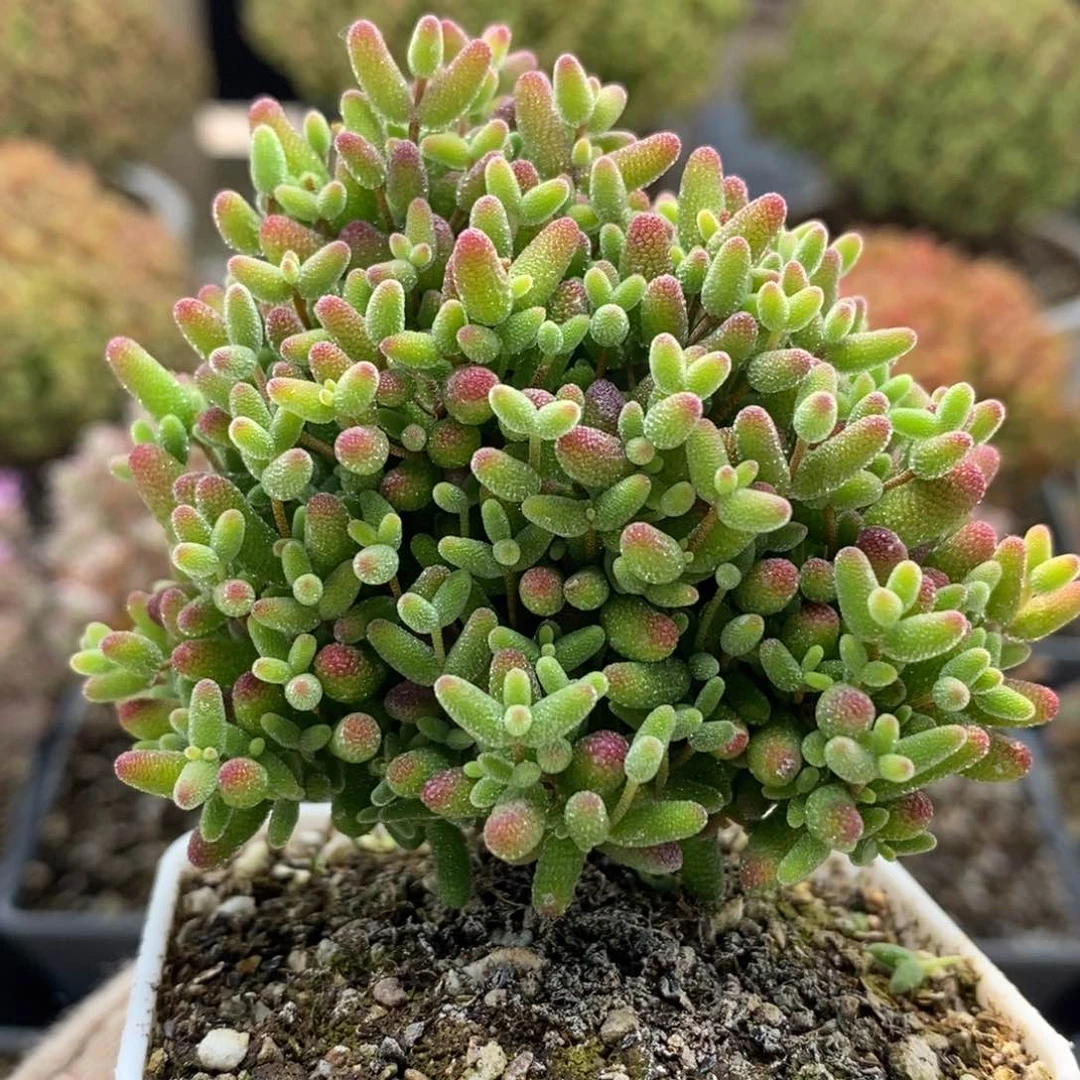 蜜橘糖球5785枝干番杏