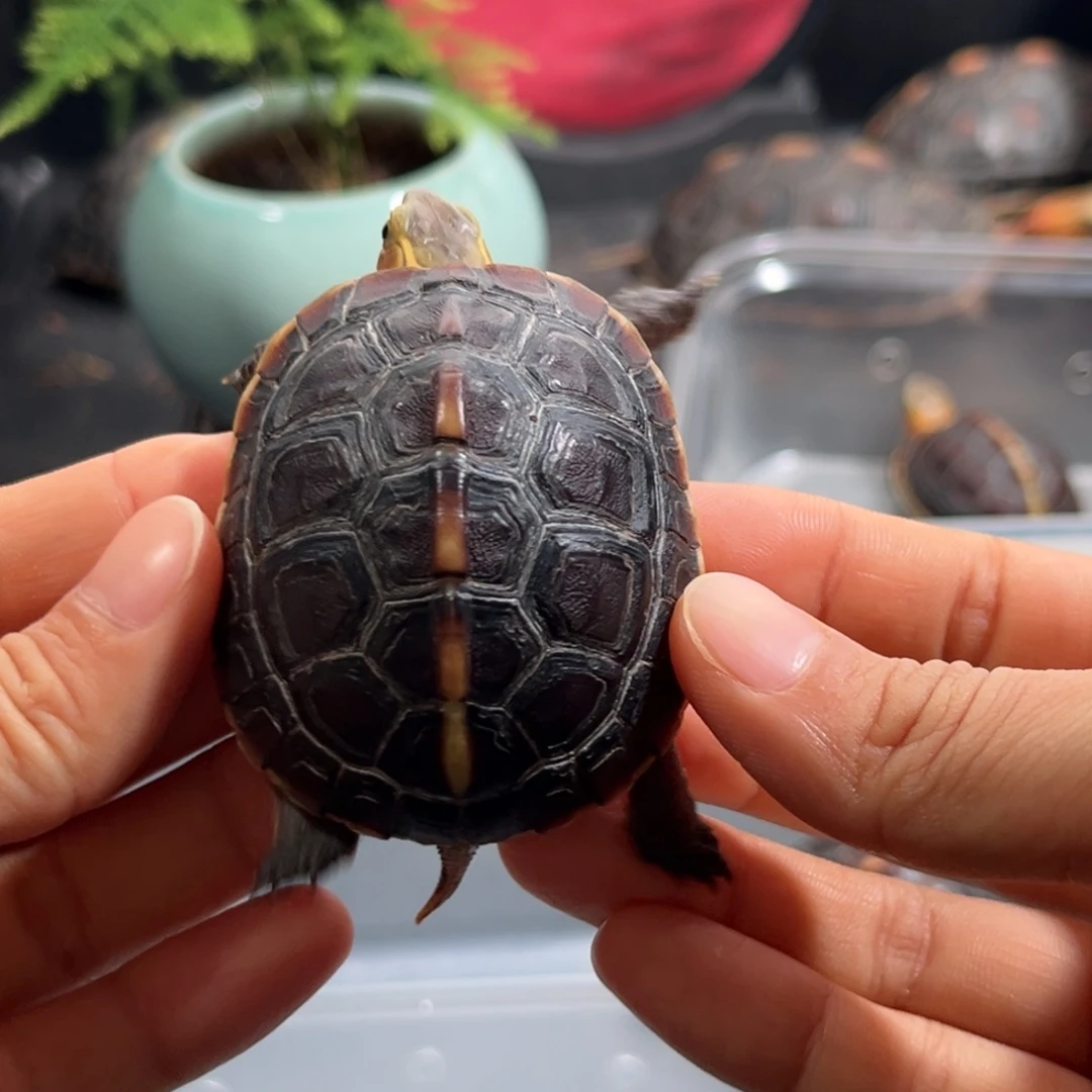 十***…宠物龟母直播间挑选活体可爱宠物龟