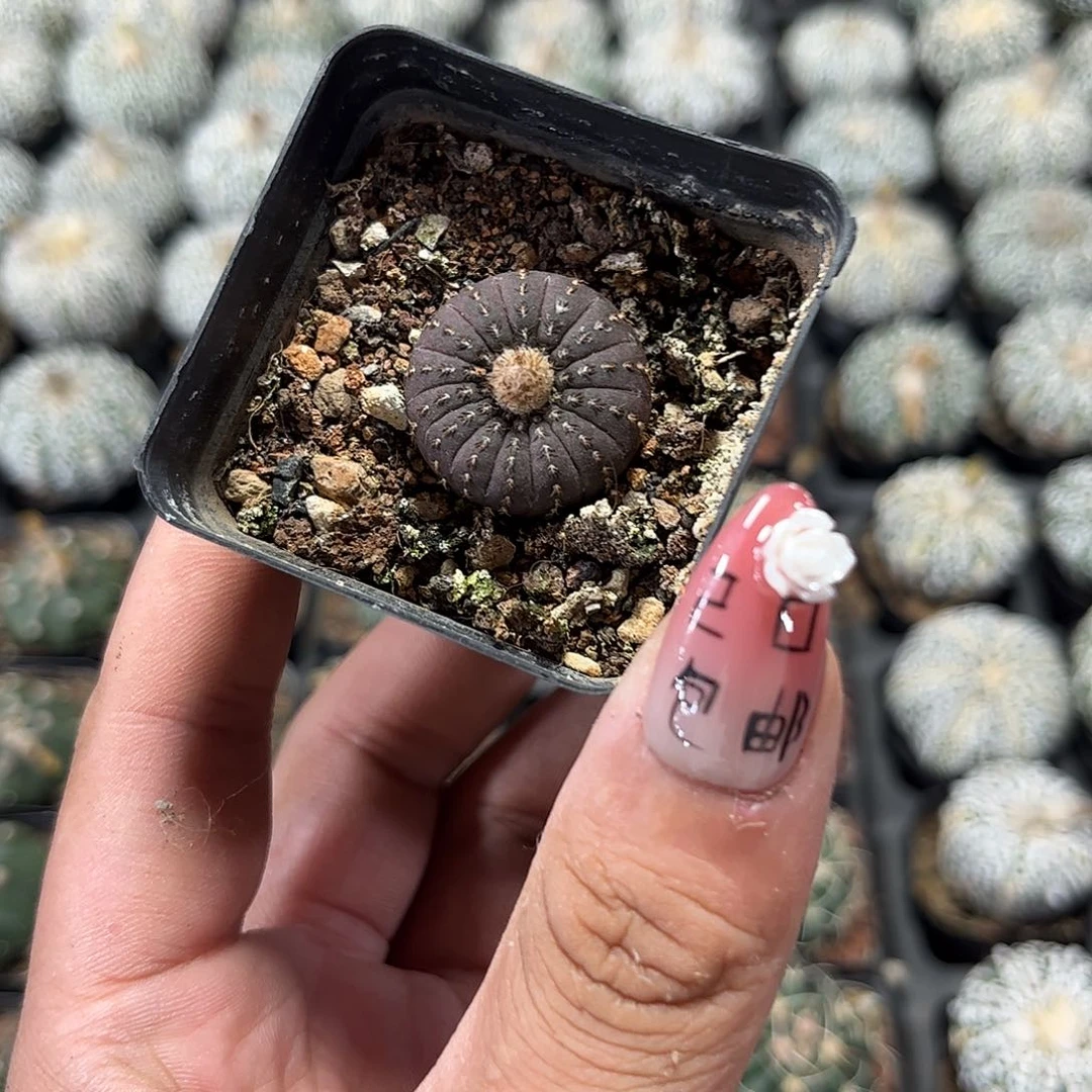 大型士童单头发货有根