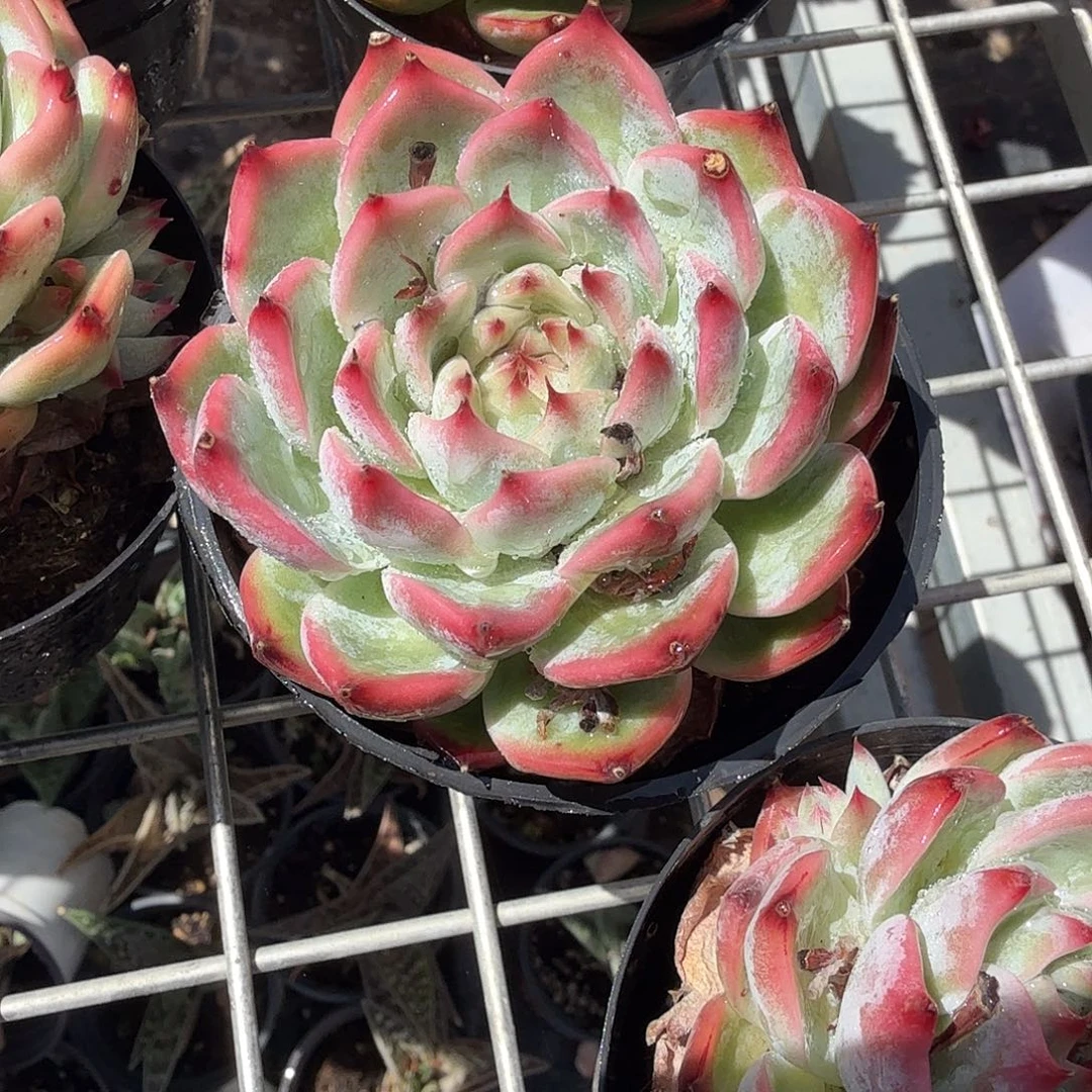 吉娃娃多肉植物精品