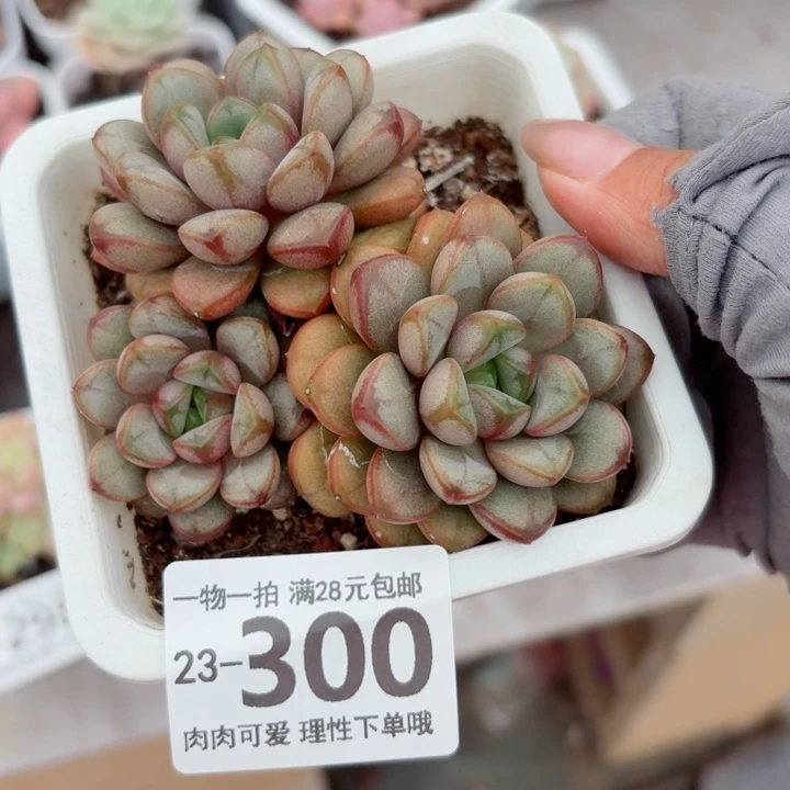 葡萄无盆土发货无盆土发货
