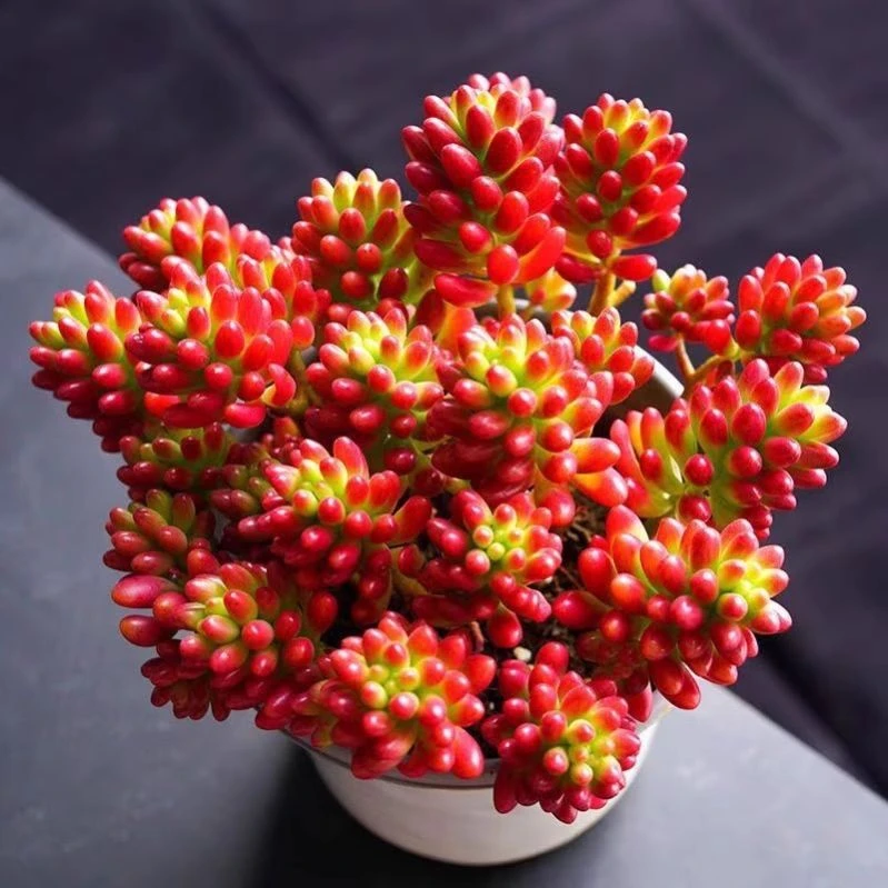 虹之玉锦多肉植物珠室内花卉盆栽净化空气红色肉肉新手好养活