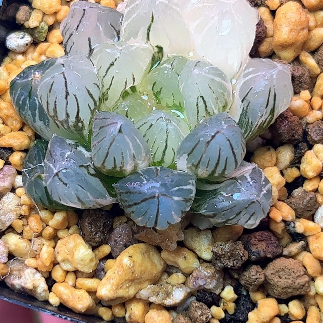 Om锦十二卷多肉植物