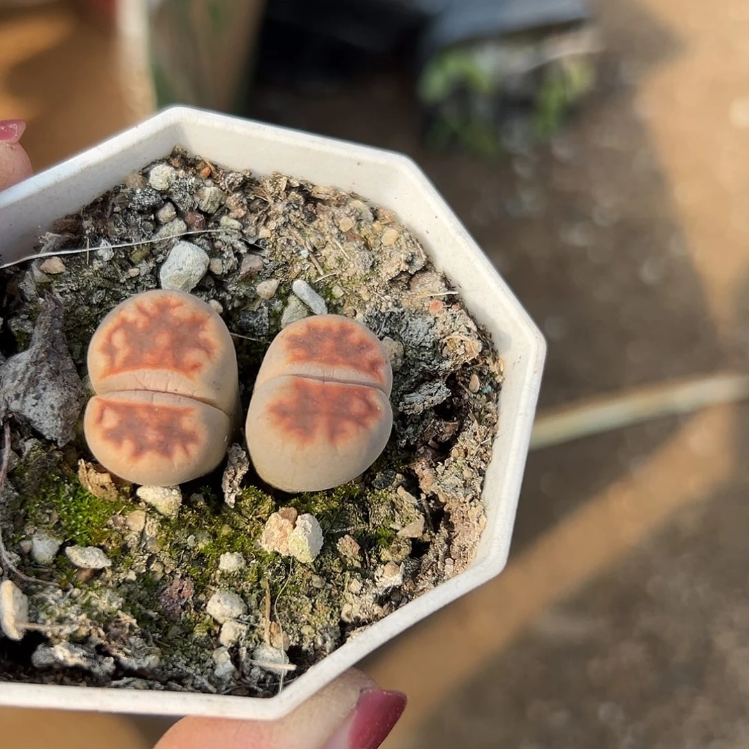 多肉植物多肉植物