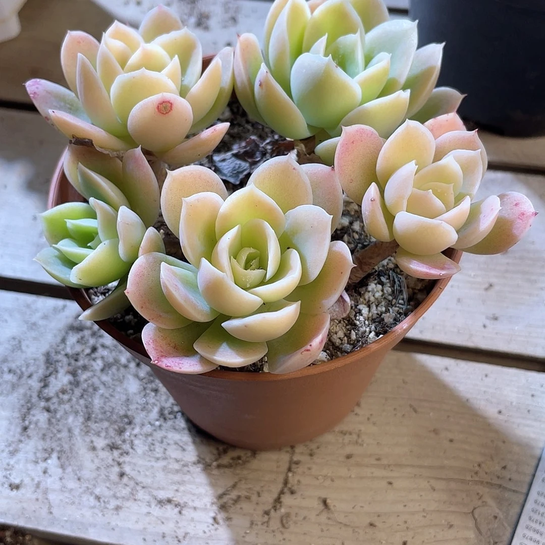 0369  星娜塔 六月六