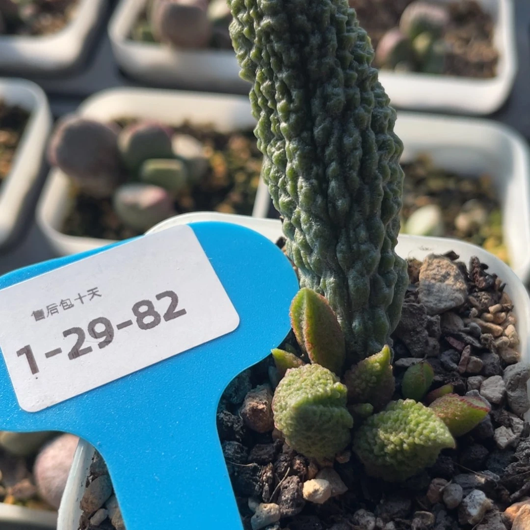 福利。   福利。