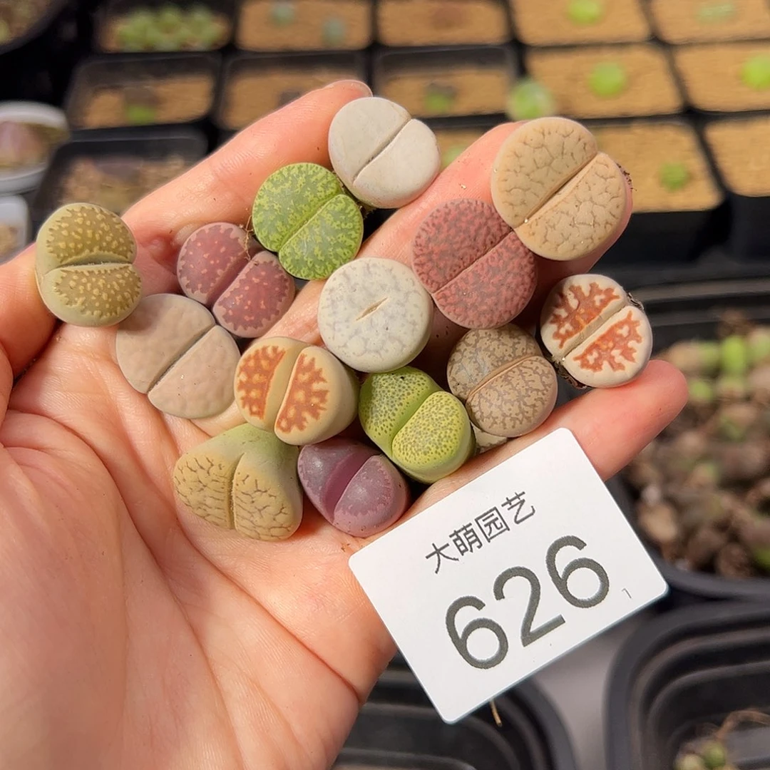 生石花混合       626