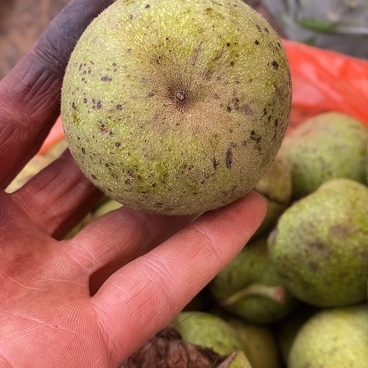 文玩核桃狮子头青皮