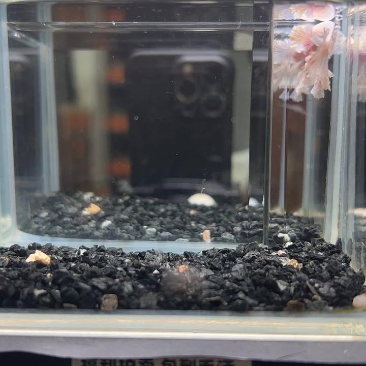 斗鱼竞拍跑单拉黑5日12