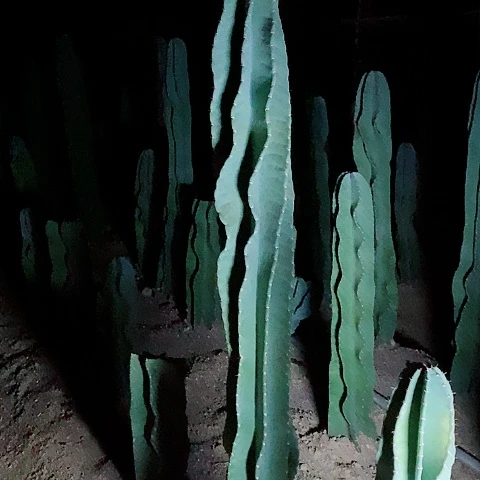 145公分左右脱土发货秘鲁苹果