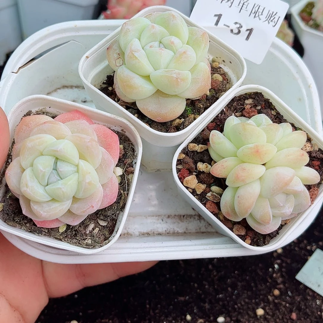 1-31 新疆西藏内蒙不发初7初8发货