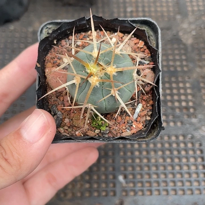 108光淋玉 2cm左右