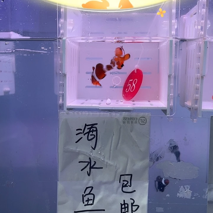 海水鱼精品公子一对