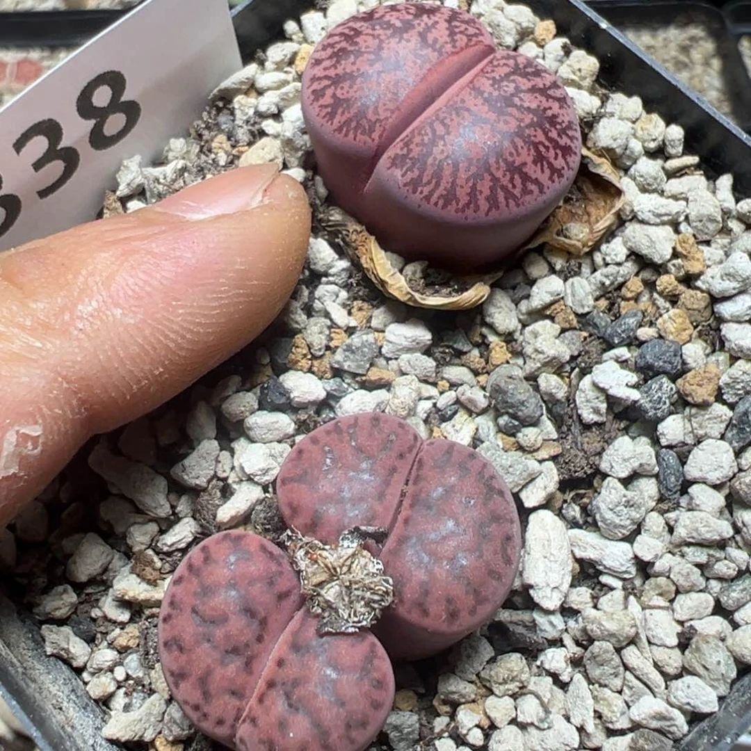【闪购商品】 338。