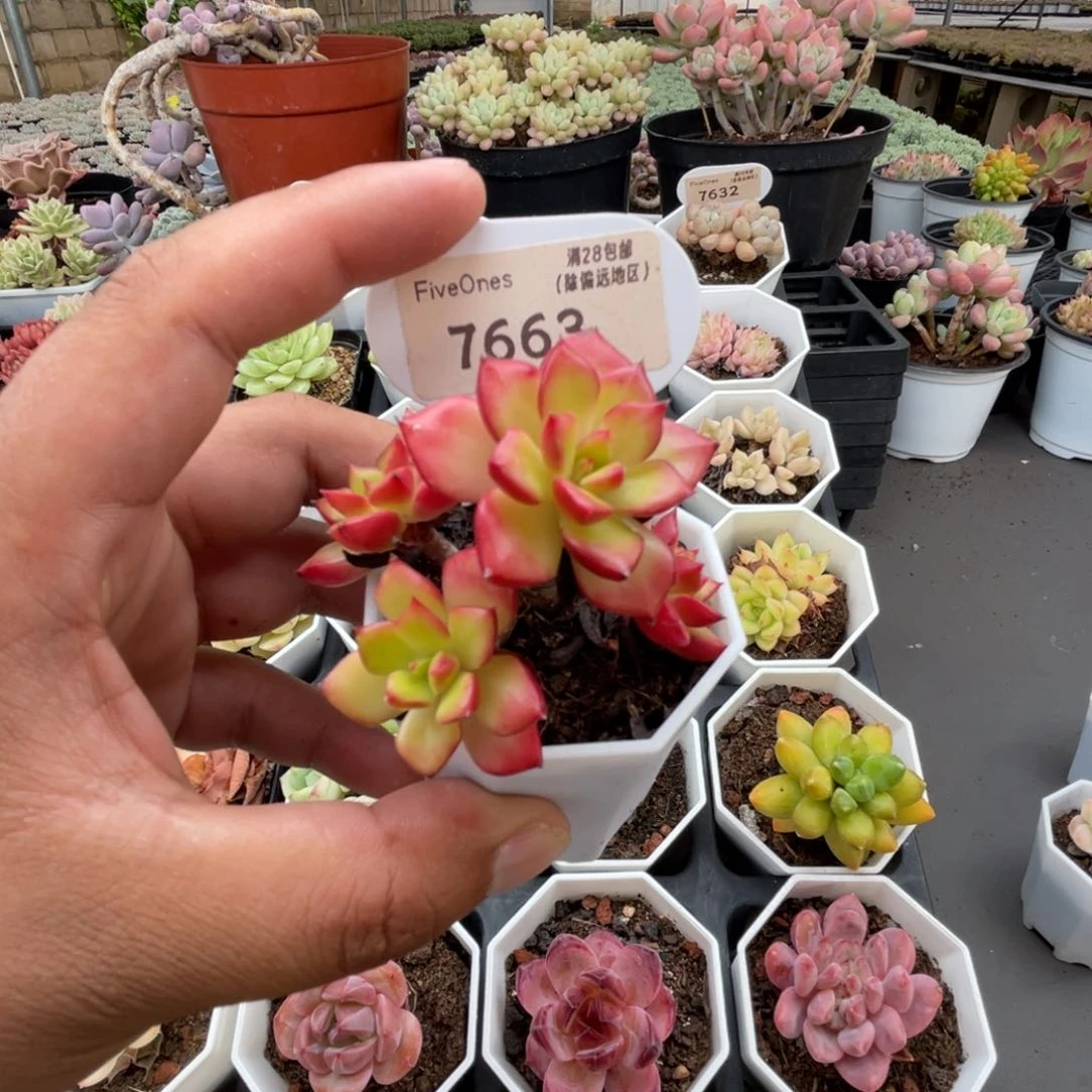 7663红灯笼4.5厘米