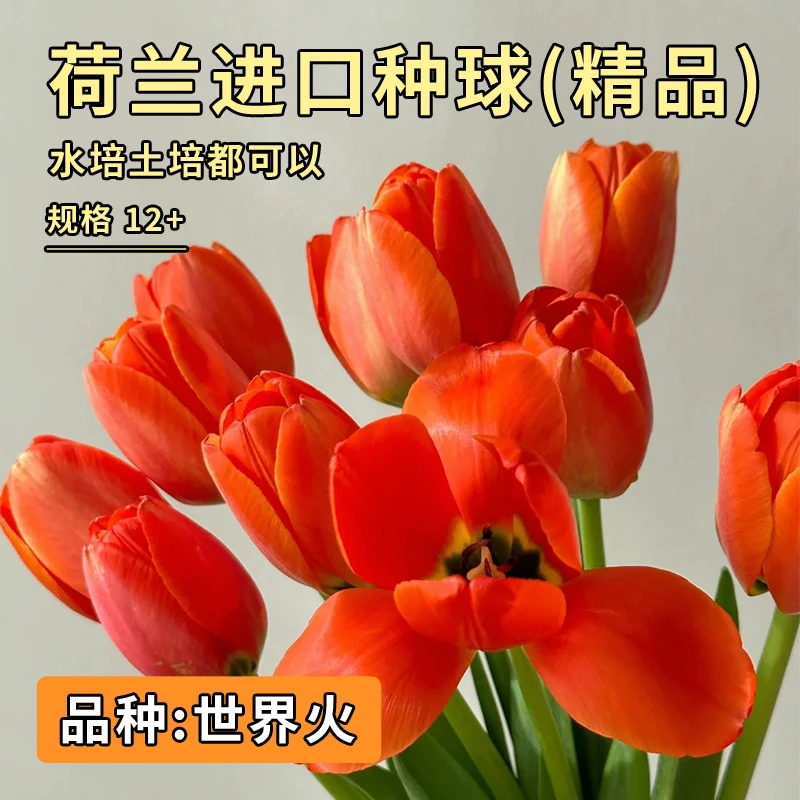 阳光纪郁金香 世界火 荷兰进口5度球12+周经水培土培精品种球