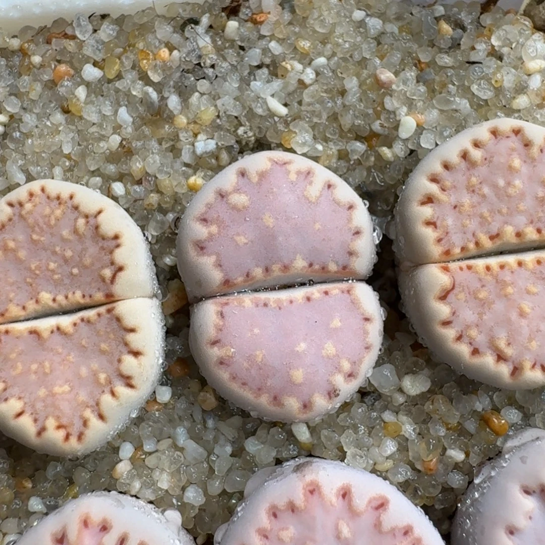 X***r0923-034粉饼干171