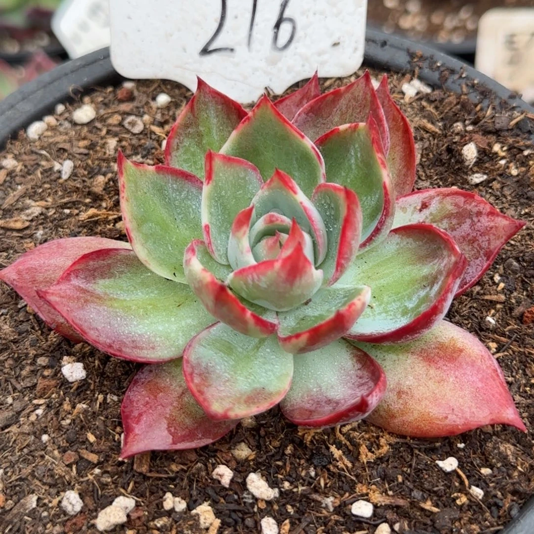 惊鸿一物一拍包装收缩花旱216