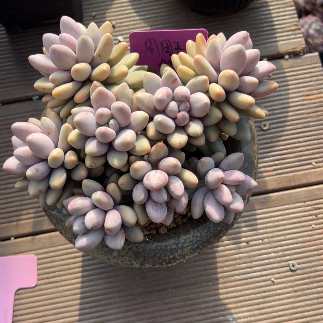 ⸝****粉恋群生1111111111111111111