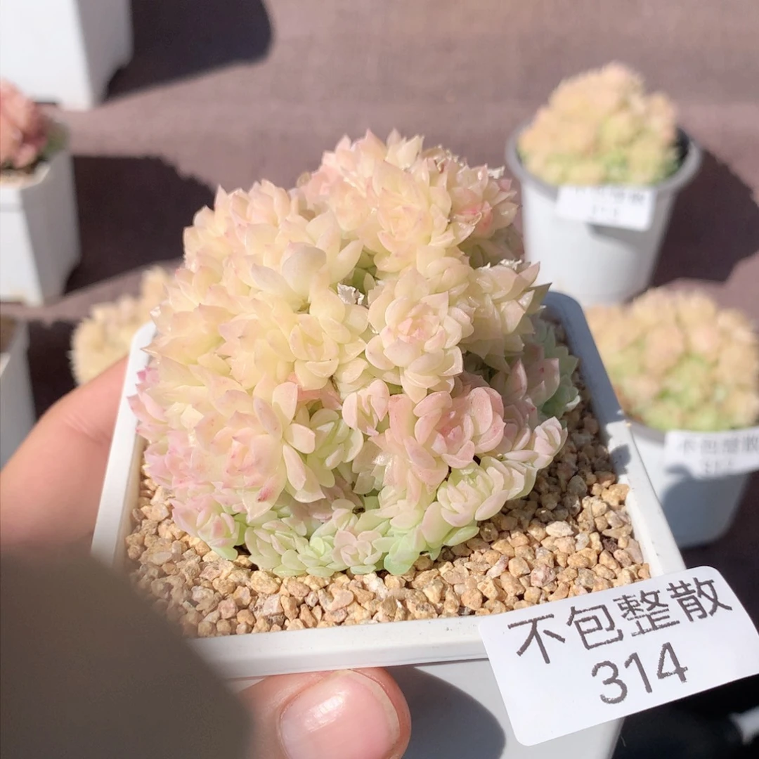 314麦秆群不包整散