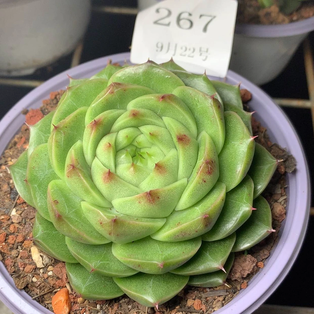 【闪购商品】云267号麦秆8厘米