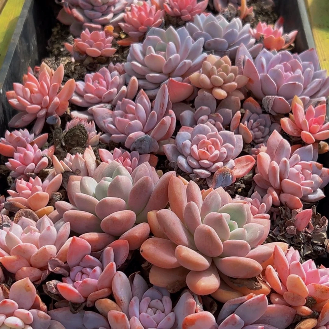 127多肉葡萄的味道是真的