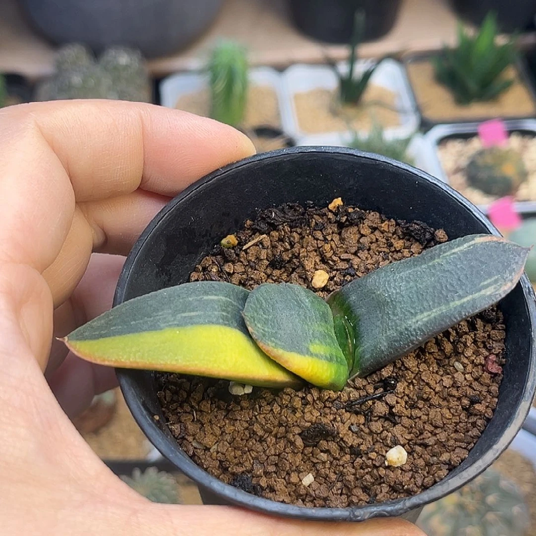 卧牛锦一颗一颗的