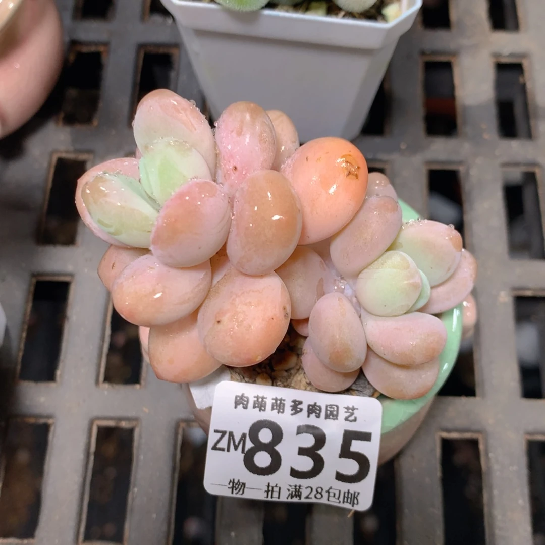 5CM拇指盆精控多肉ZM835