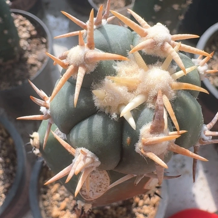 b**2新年福利新年过来