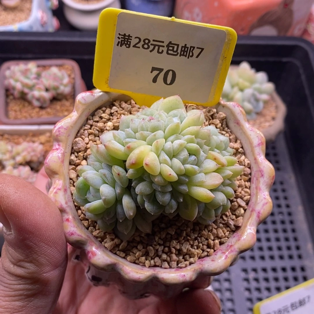 770绿冰晶7头群多肉植物