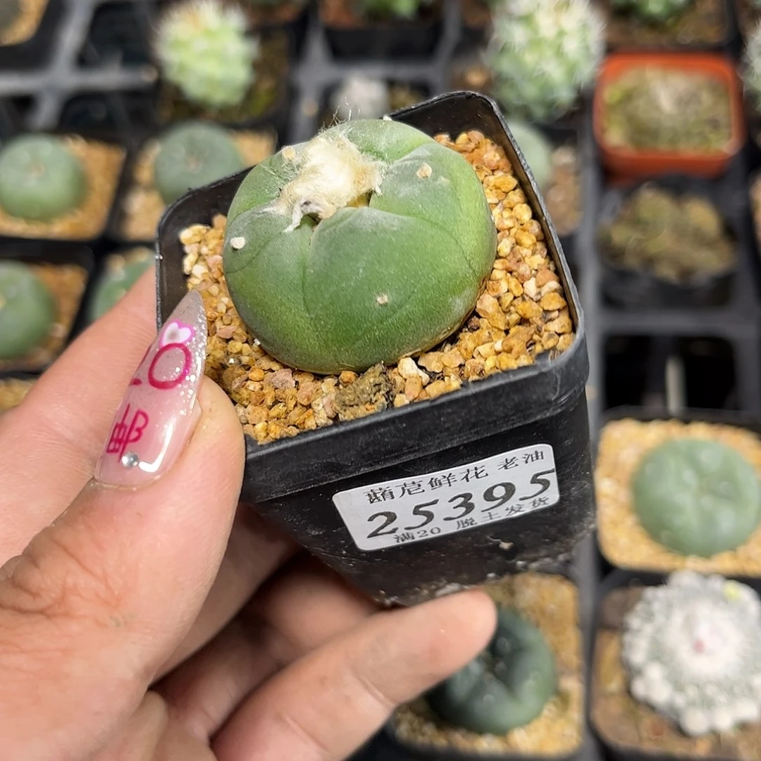 洛*25395一物一拍单头发货