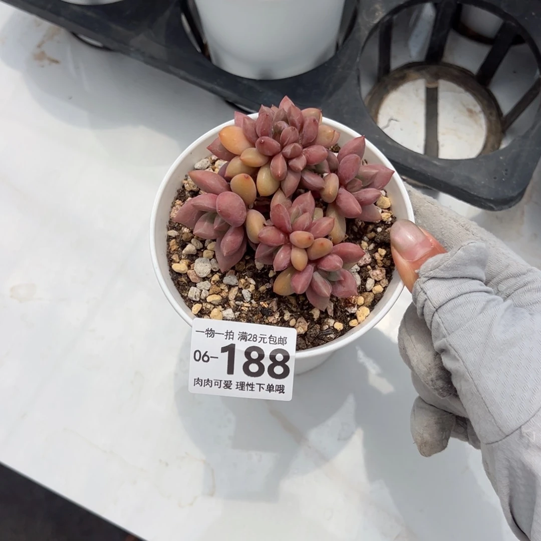 桃花源缀化多肉多肉多肉多肉多肉