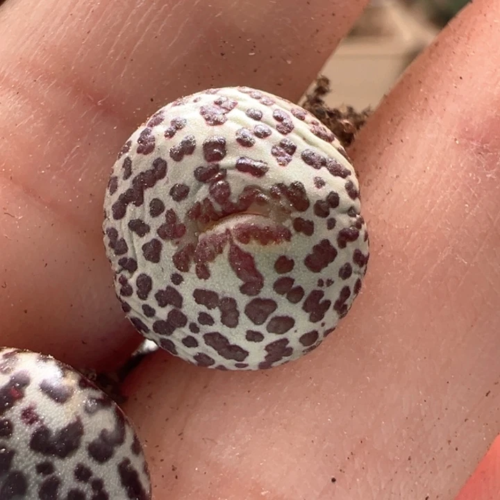 w606。优选青蛙ts603 奶牛安贞 特白底