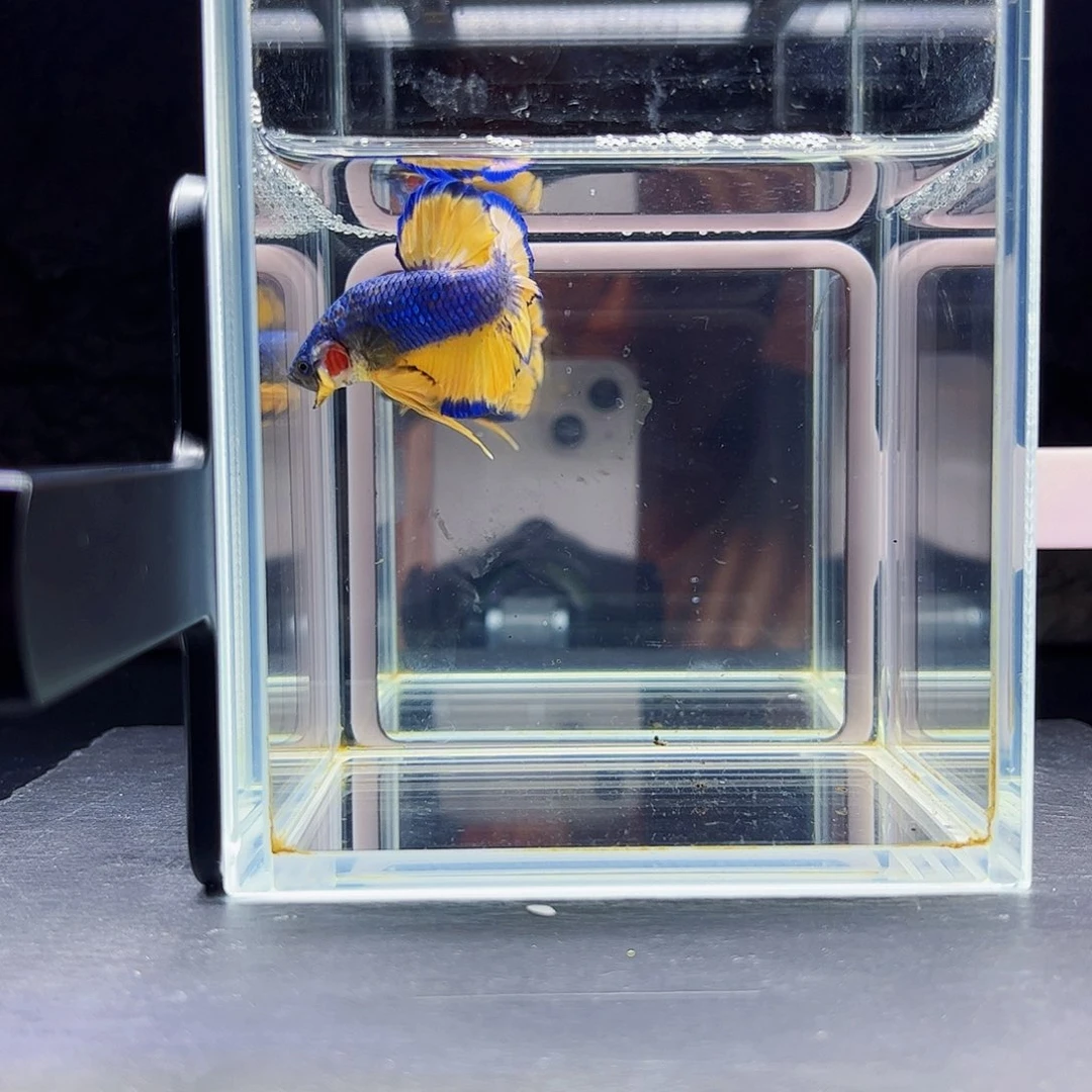 海水宙斯斗鱼竞拍0905