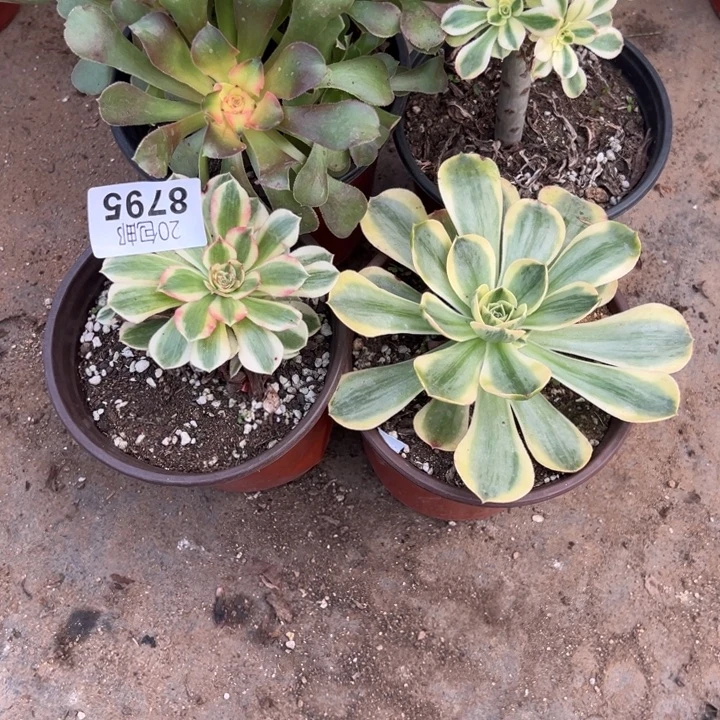 多肉植物8795种植物