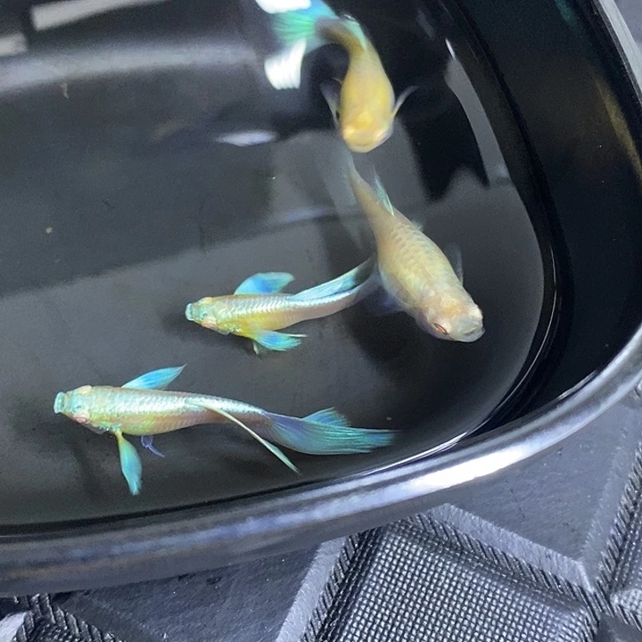 蓝白飞船两对孔雀鱼