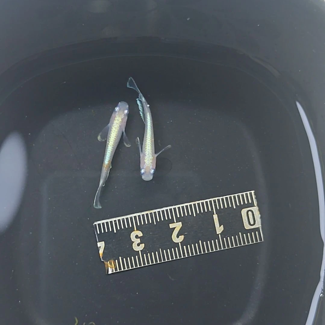 青鳉鱼粉赤壁观背青鳉03