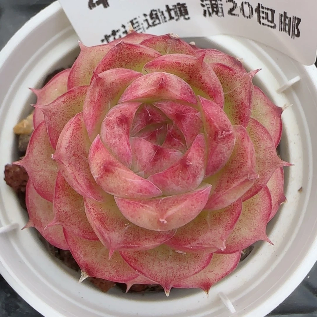 花语逸镜0130-462