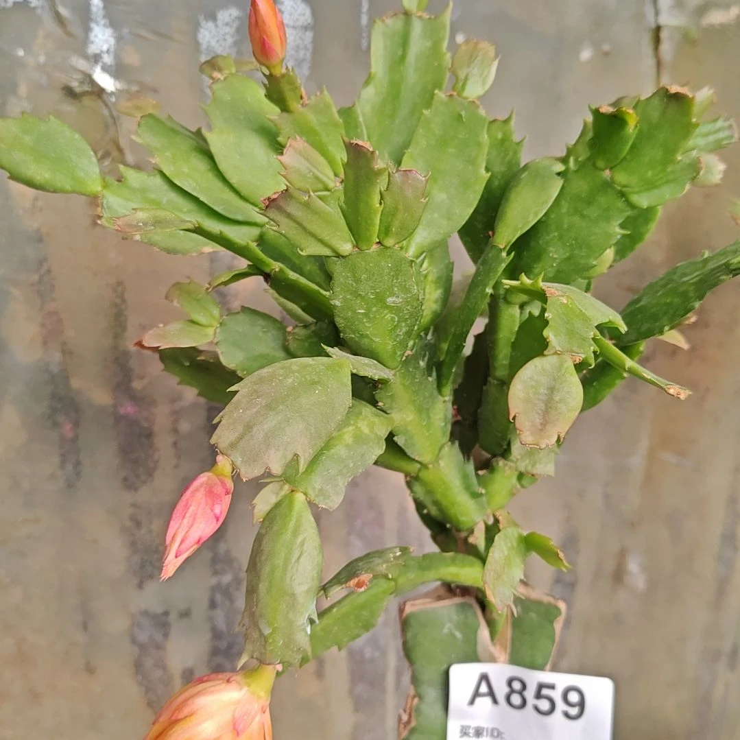 036金黄重瓣脱土脱盆易掉苞芽859