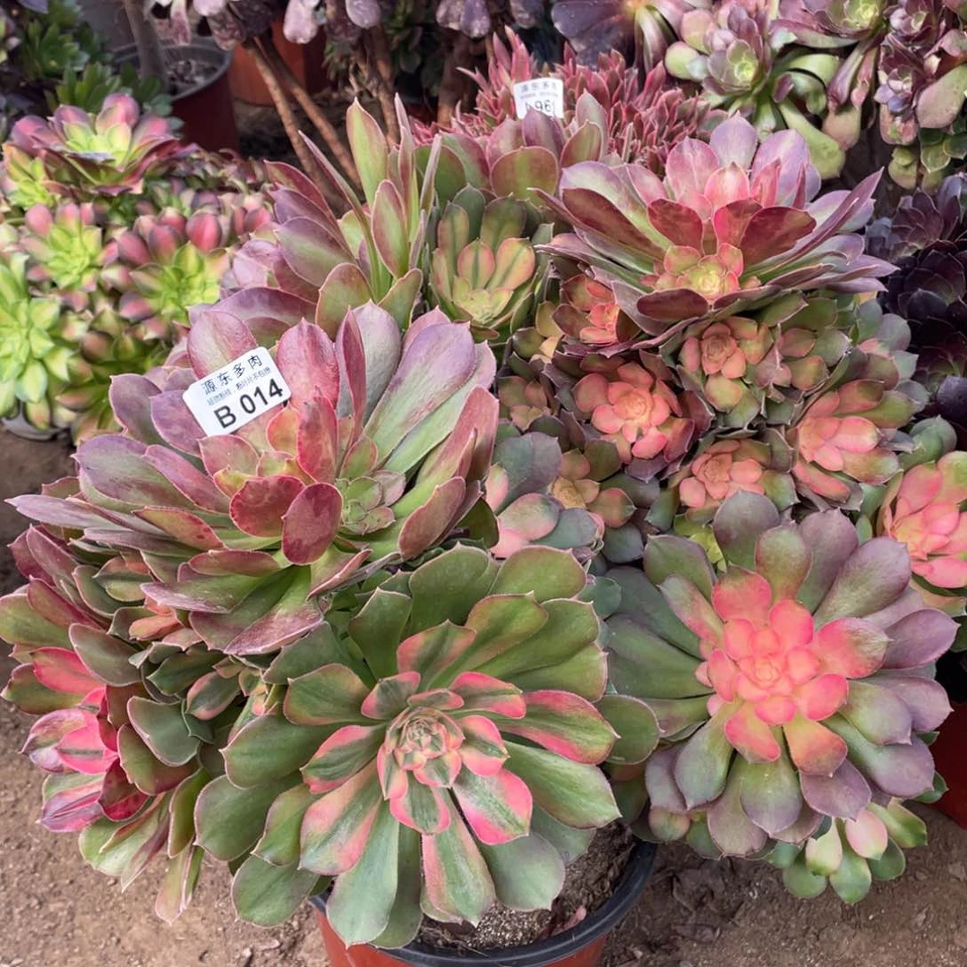 014香妃多肉法师断枝不包