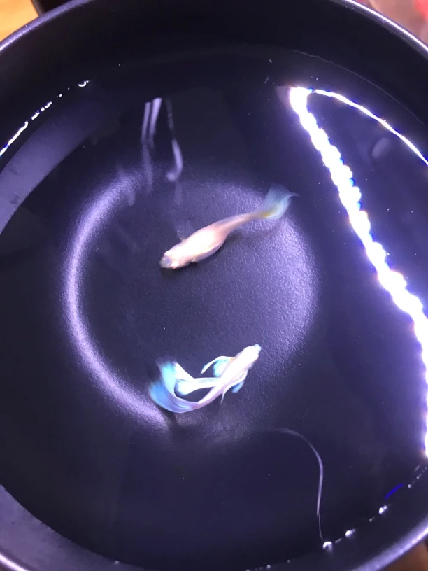 蓝白鸥翼孔雀鱼观赏热带鱼