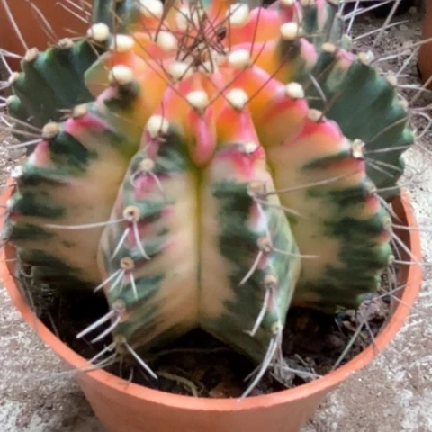 牡丹锦仙人球25米仙人球