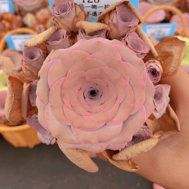 山地玫瑰128裸根发货不售后