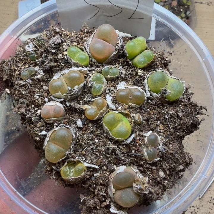 多肉植物的生长552