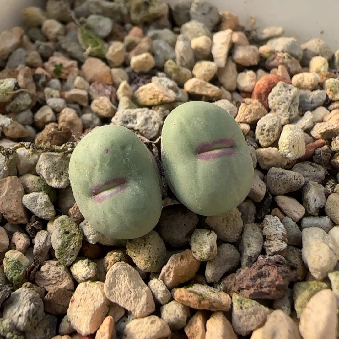 12-25-7-6拍单联系客服延迟发货-小型厚嘟嘟嘴脱土