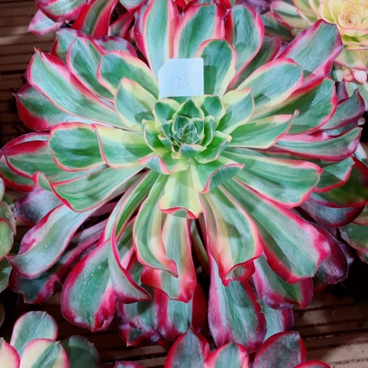 云南红魔女好看25号